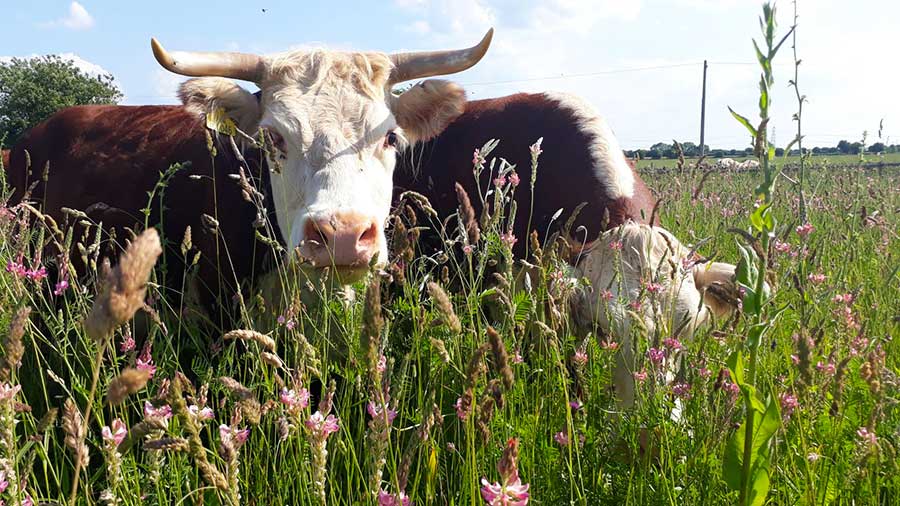 Great British Beef Week returns with focus on sustainability Farmers