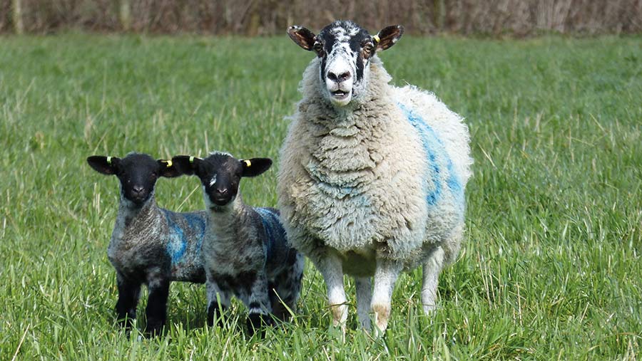 North of England Mule Suffolk cross lambs