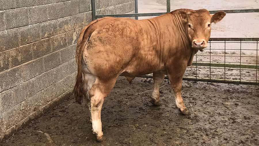 Champion limousin steer at Wooler