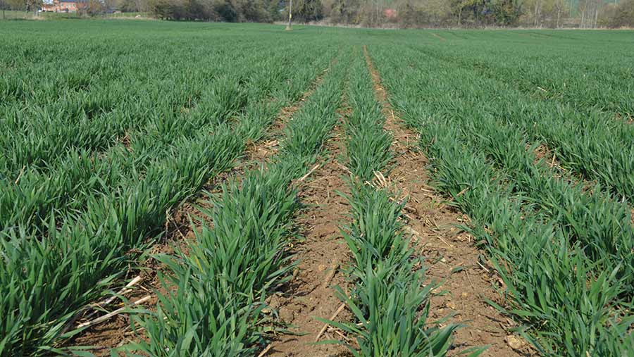 Clean rows of crop with soil visible between