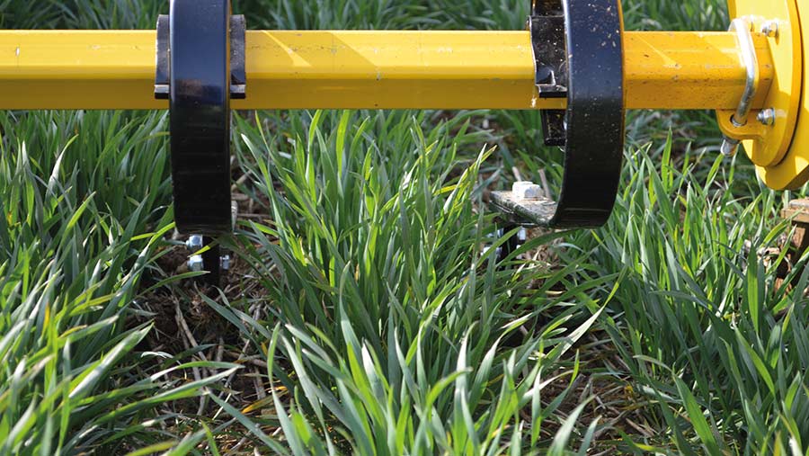 Tines of hoe between rows of crop