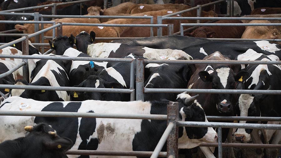Cull cow price rises to narrow gap with prime cattle values - Farmers Weekly