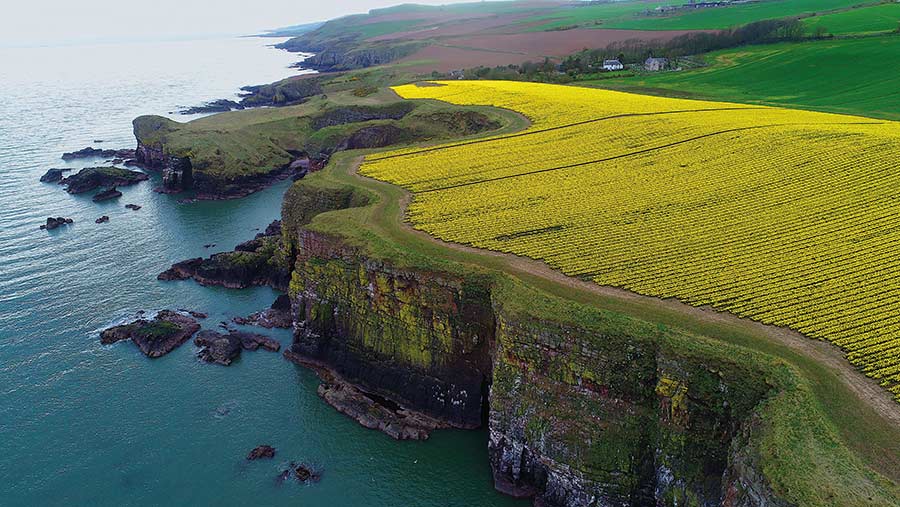 Aerial view of daffodil fields