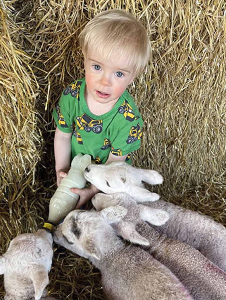 Fergus with lambs