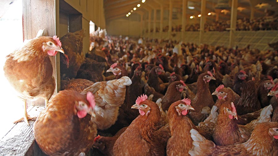 Hens in flat-deck system