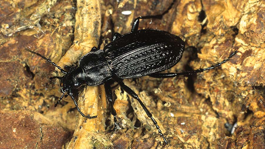 Ground beetle