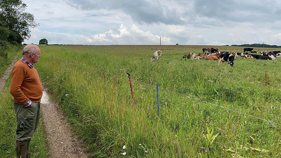 Man watches cattle grazing