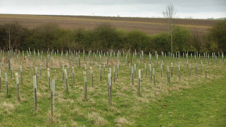 Tree planting Loddingham Estate Farm