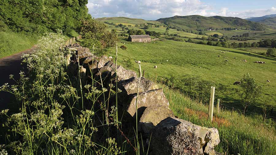 Landscape of fields and stone wall