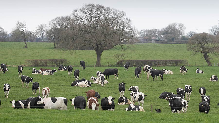 Nixon's dairy herd grazing