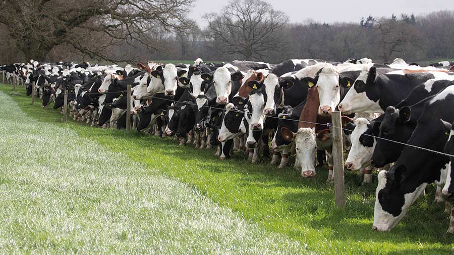 The Nixon's dairy herd at grass