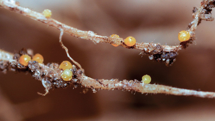 Potato cyst nematode © Martyn Cox/Blackthorn Arable