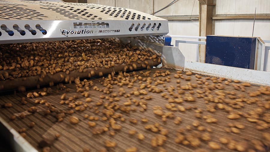 Potato grading machine in use