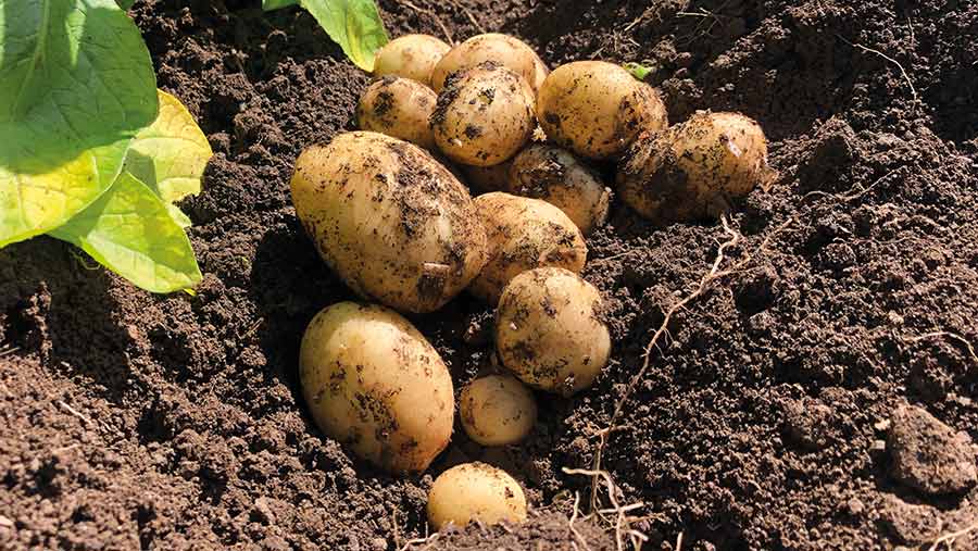 Close-up of potatoes just pulled from the soil