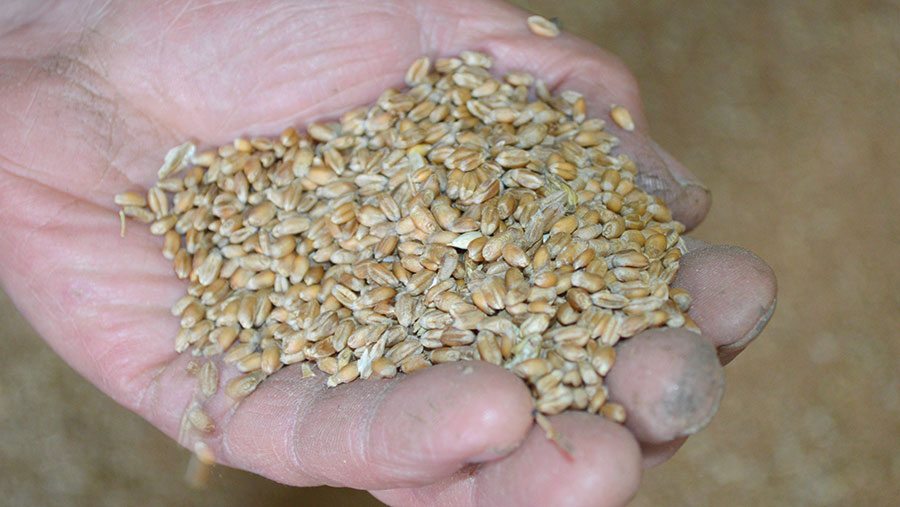 Crusoe wheat grain