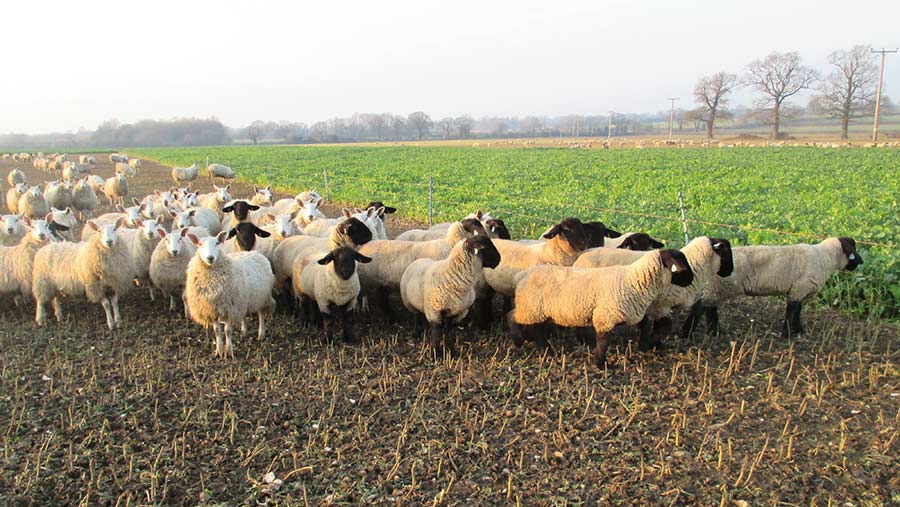 Sheep grazing stubble turnips