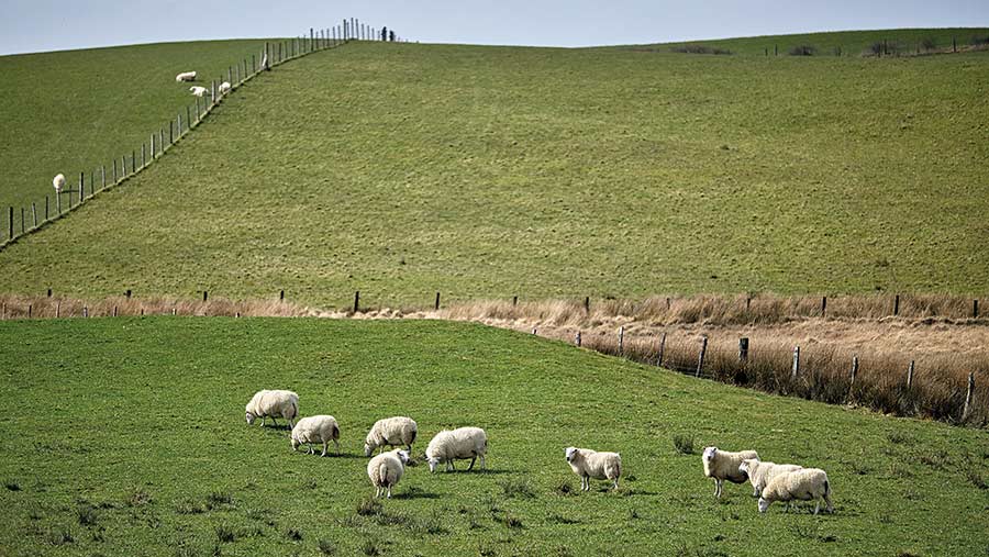 Tregaron-type Welsh Mountain sheep © Richard Stanton