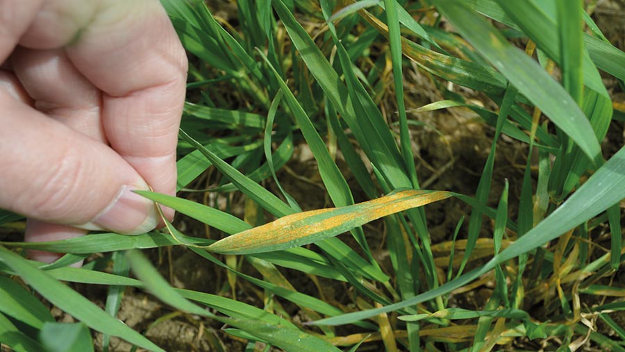 Yellow rust in young wheat