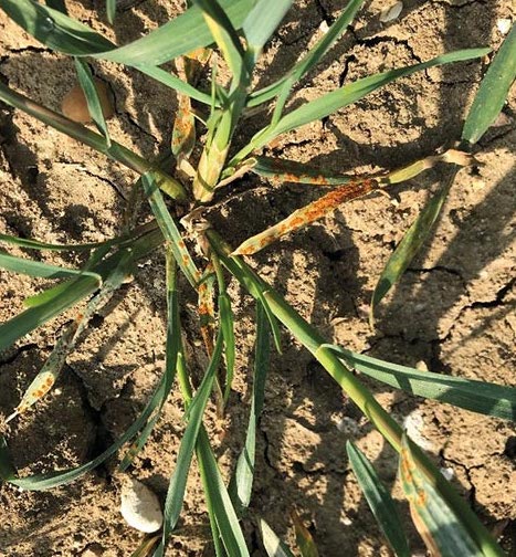 Brown rust in barley