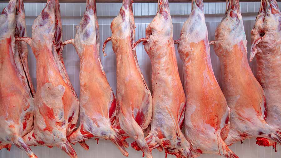 Mandatory sheep classification expected from January 2023 - Vimarsana News