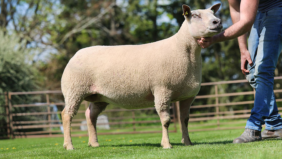 Oakchurch aged female made 6,000gns