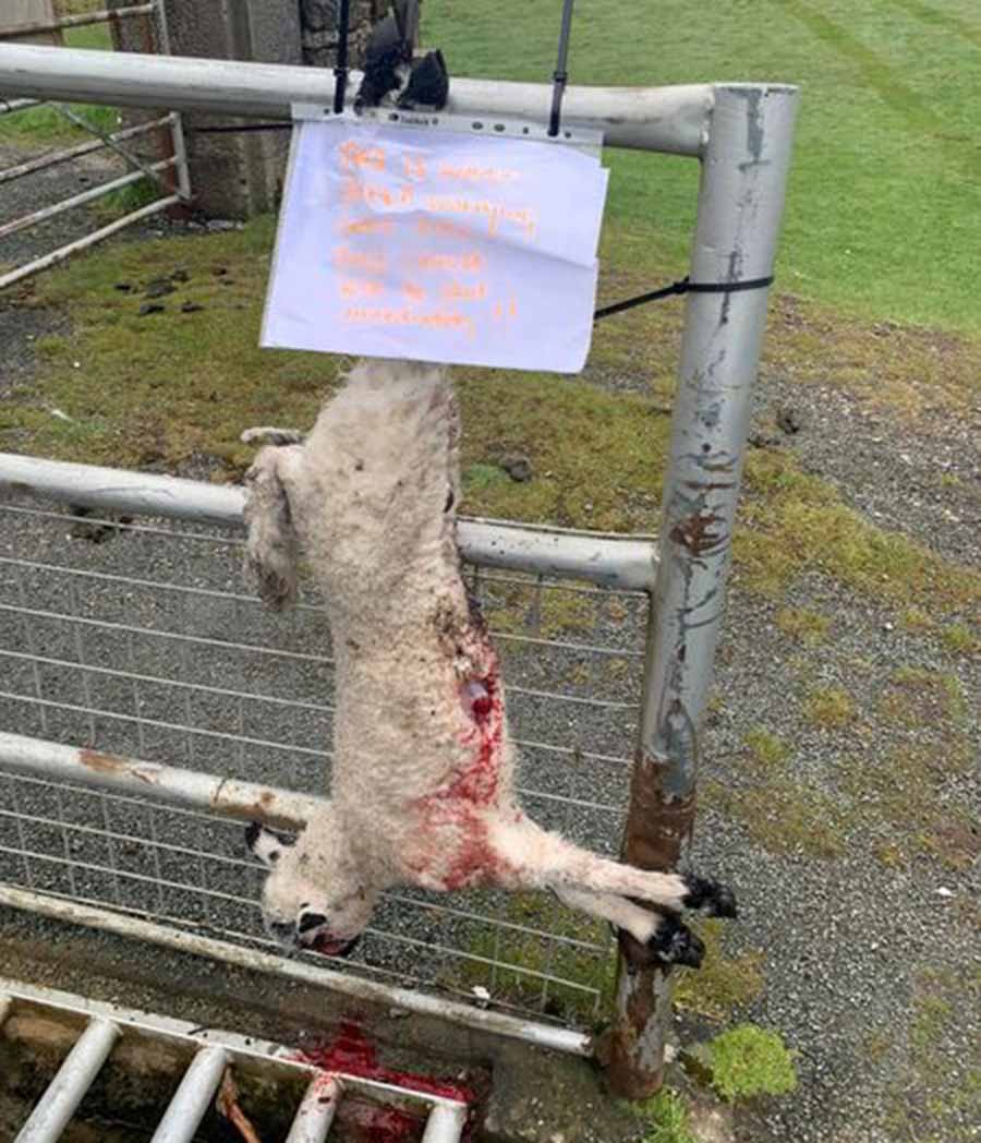 Dead lamb hanging on gate