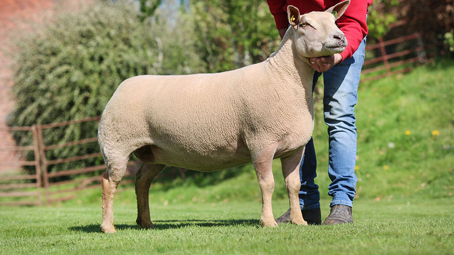 A Charollais aged ewe made 4,500gns