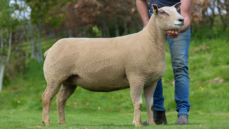 Lead shearling made 4,000gns