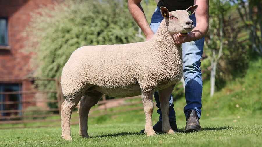 Lead ewe lamb made 3,000gns