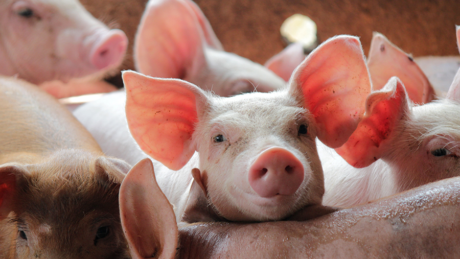 Pigs