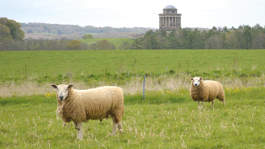Sheep grazing with mausoleum behind
