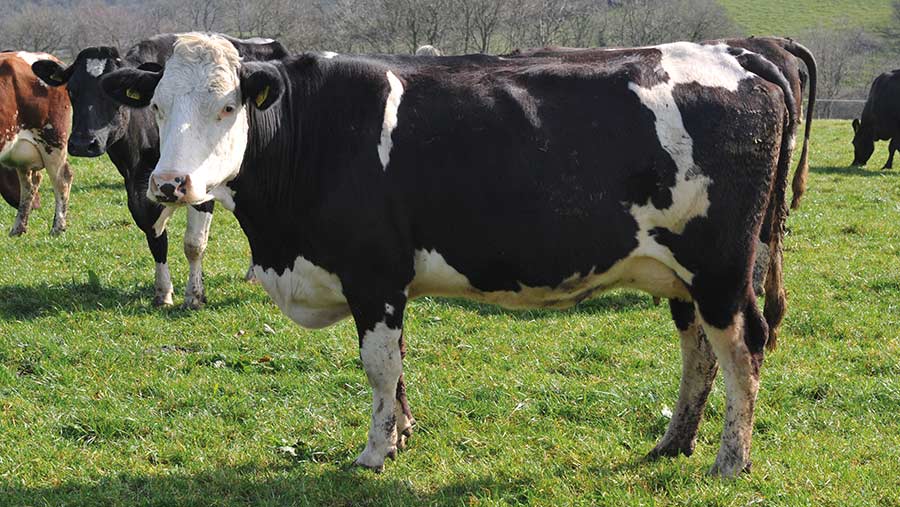 Fleckvieh cross-bred cows