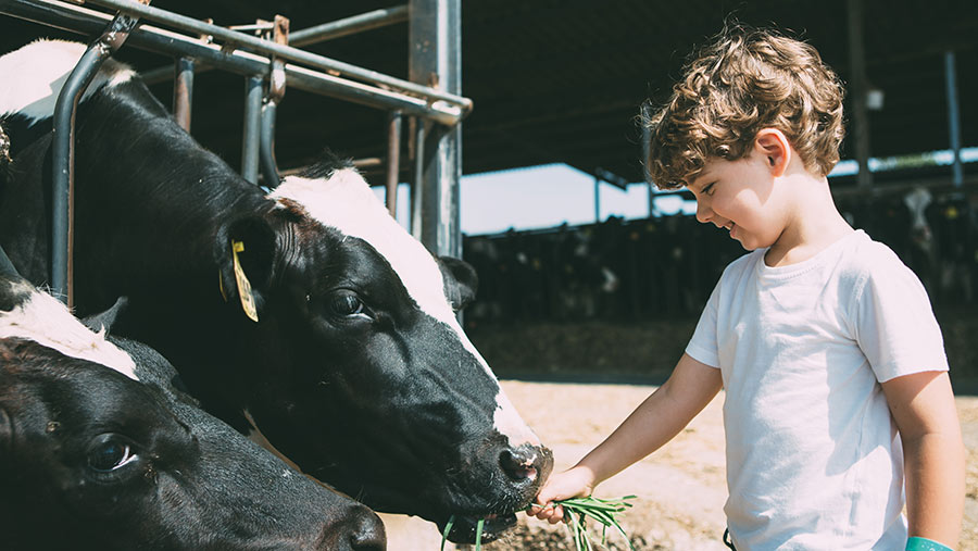 child with cow