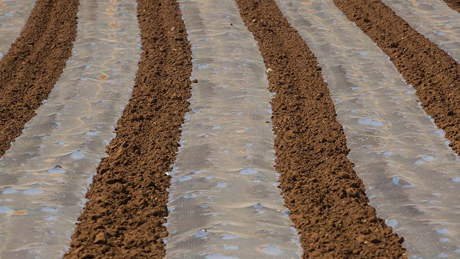 Strips of film covering maize crops