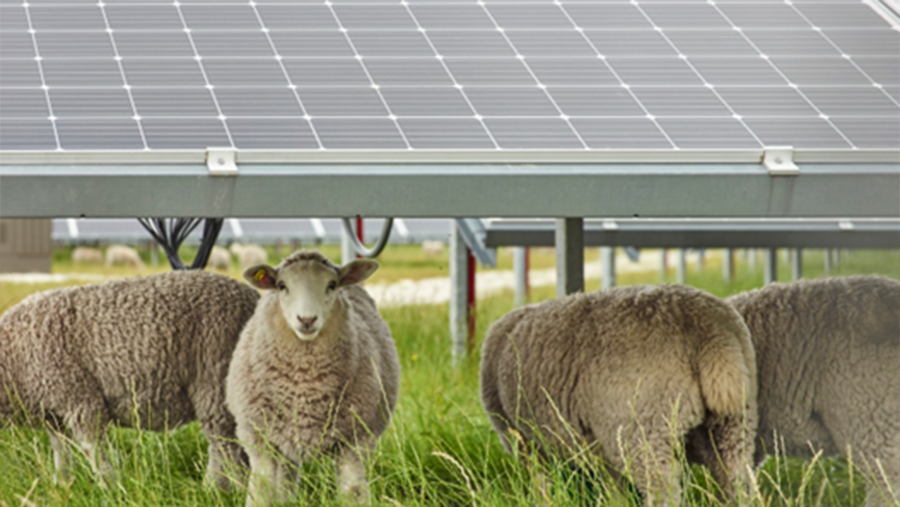 sheep under solar panels