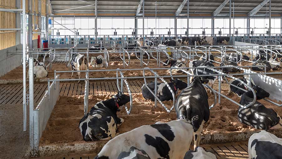 Cows inside the nutrition barn