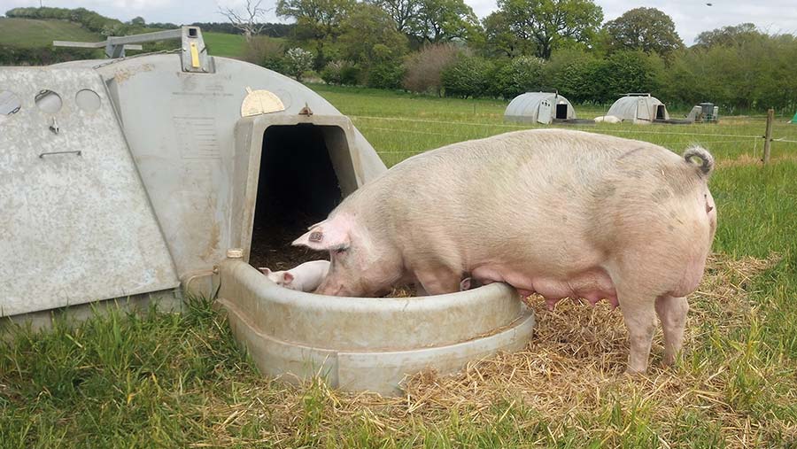 Sow and piglet outside an ark