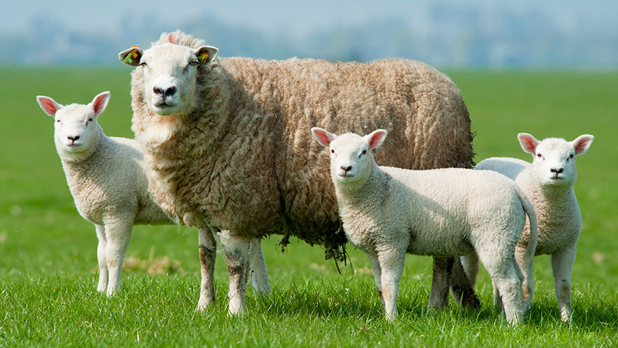 © Eric Gevaert/Adobe Stock