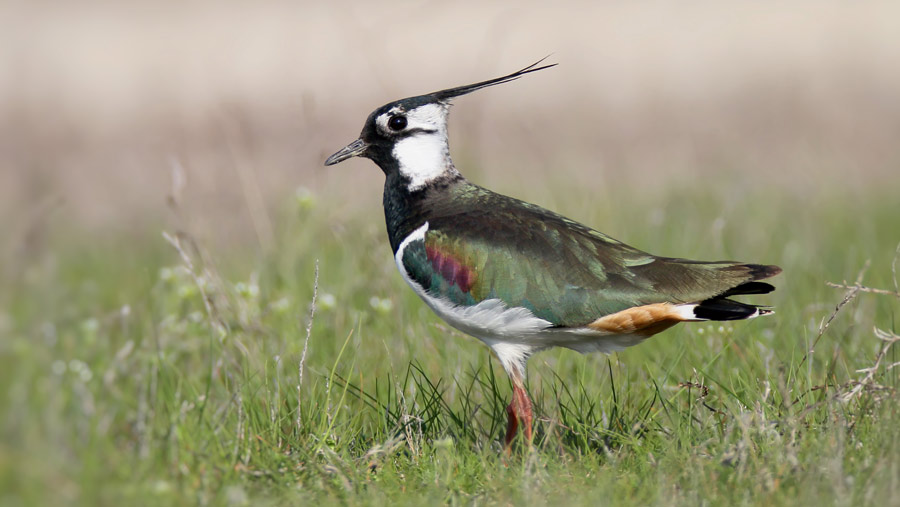 Lapwing © Volodymyr Kucherenko/Adobe Stock