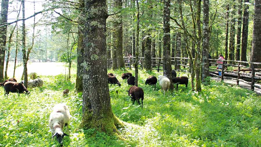 sheep in forest