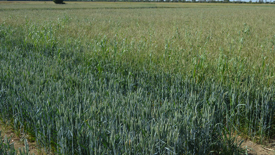 wheat treated with Luximo