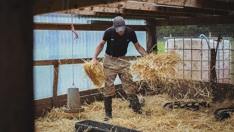 Man in a shed spreading straw