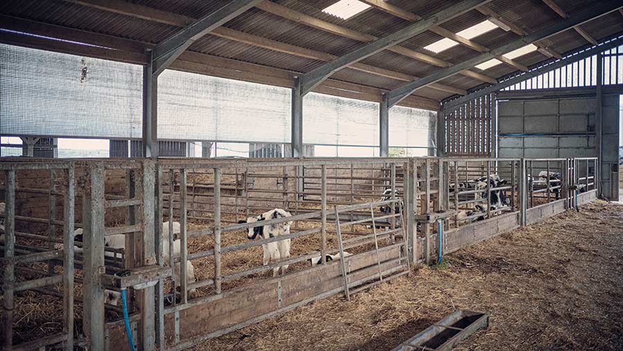calf shed