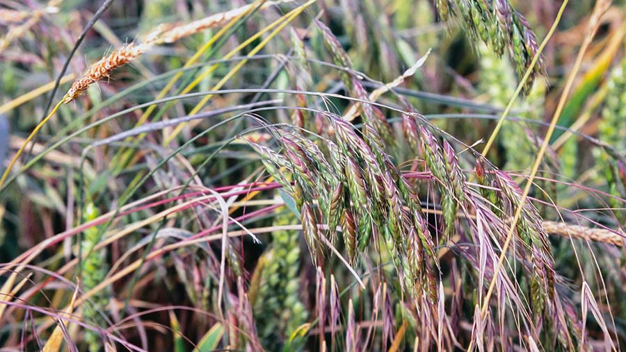 Close up of barren and meadow brome