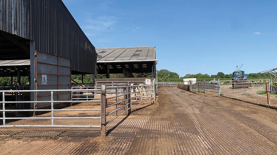 Dlaczego dodatkowa przestrzeń dla krów jest priorytetem w przebudowie pomieszczeń dla bydła mlecznego