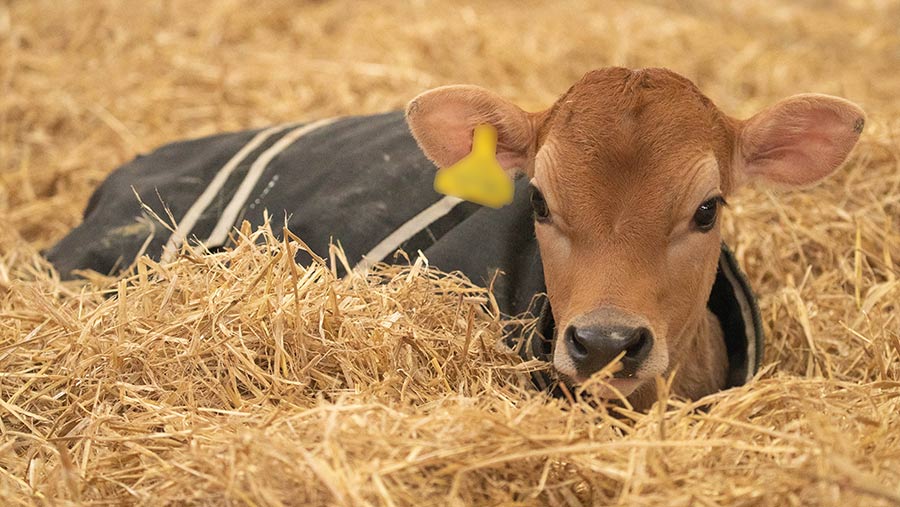 Young calf wearing a jacket