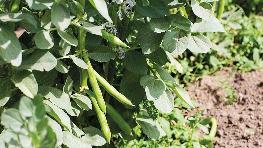 Rising demand for feed beans, but poor yields put off growers - Farmers ...