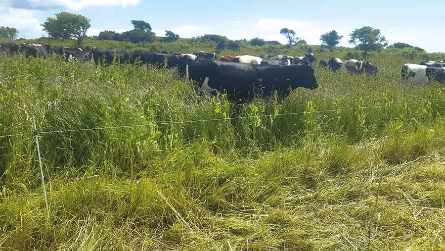 Herd grazing herbal leys