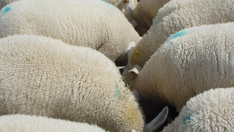 lambs being trough fed