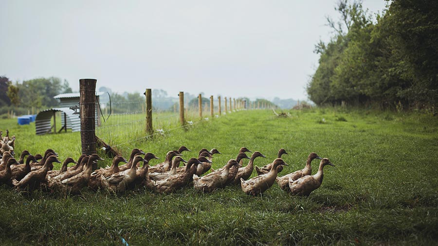 Row of ducks walking across a field